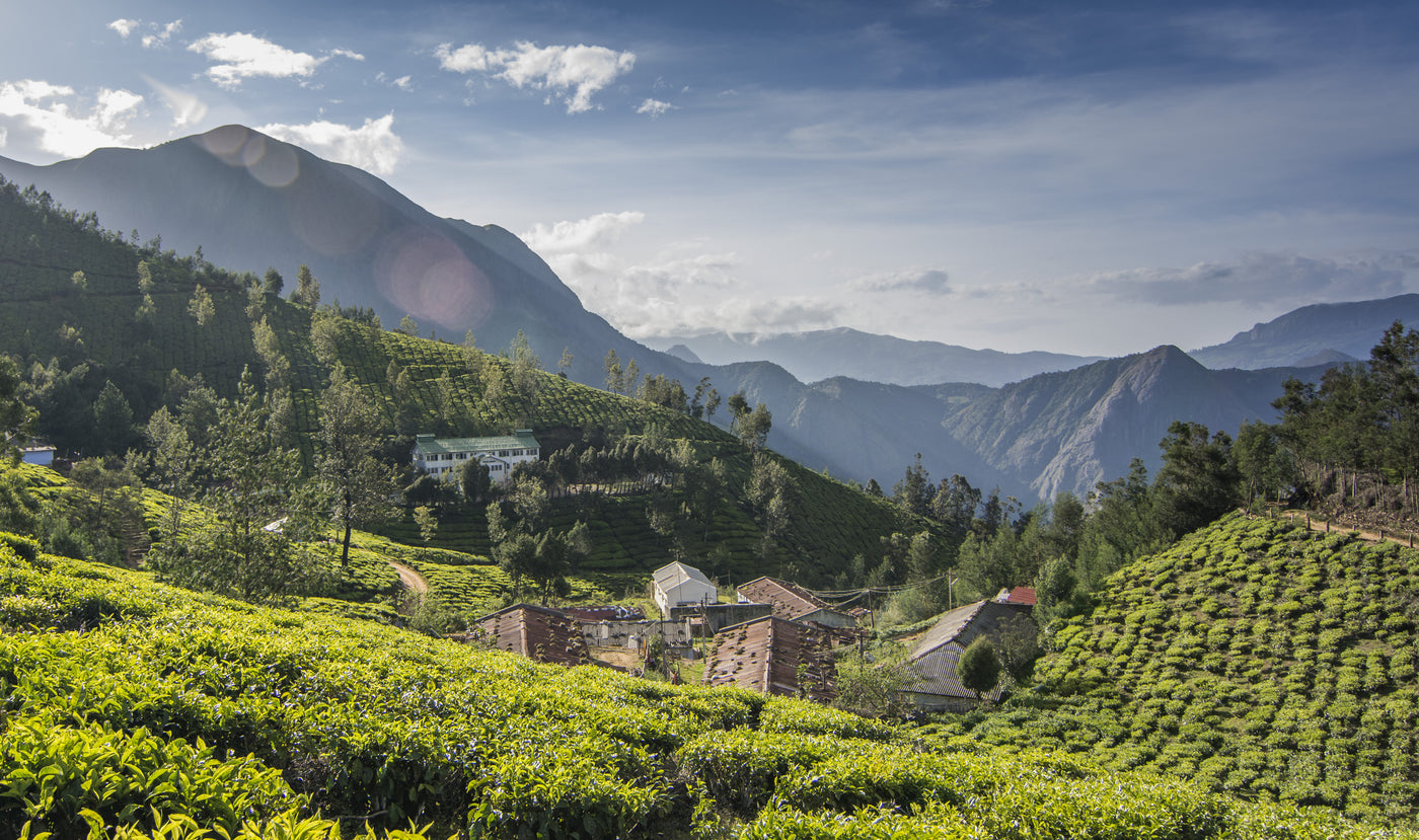 Estate tea_old